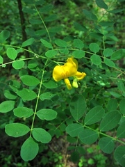 Colutea arborescens