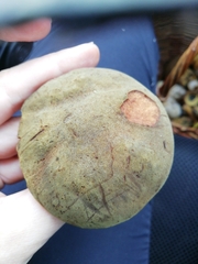 Xerocomus ferrugineus