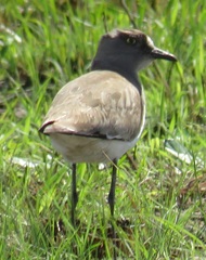 Vanellus lugubris