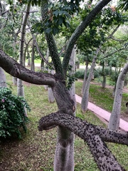 Ceiba speciosa