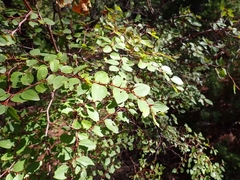 Paliurus spina-christi