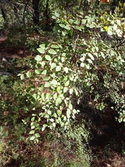 Paliurus spina-christi