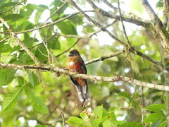 Trogon personatus
