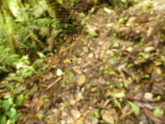 Micrathena