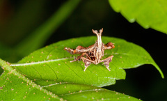Clydonopteron sacculana
