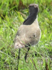 Vanellus lugubris