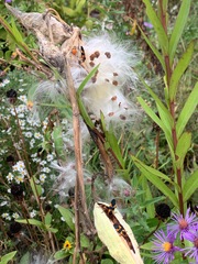 Oncopeltus fasciatus