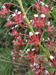 Lopezia trichota