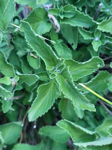 Teucrium arduini, photograph 4