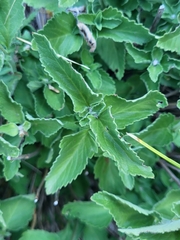 Teucrium arduini, photograph Jacek Pietruszewski, CC BY, iNaturalist via GBIF