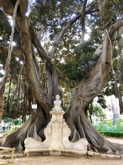 Ficus macrophylla