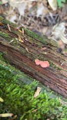 Tubifera ferruginosa