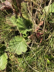 Geum montanum