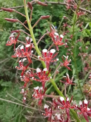 Lopezia trichota