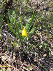 Fritillaria pudica