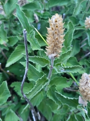 Teucrium arduini, photograph Jacek Pietruszewski, CC BY, iNaturalist via GBIF