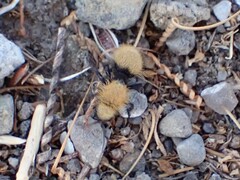 Dasymutilla californica