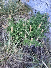 Teucrium arduini, photograph Jacek Pietruszewski, CC BY, iNaturalist via GBIF