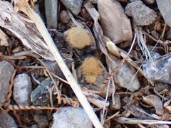 Dasymutilla californica