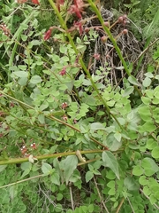 Lopezia trichota