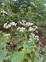 Ageratina