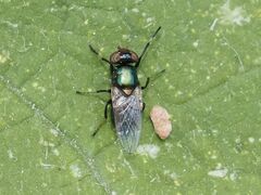 Physiphora alceae