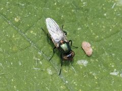 Physiphora alceae