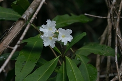 Cordia taguahyensis