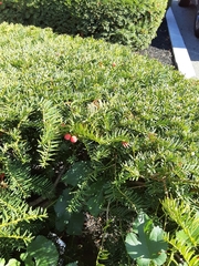 Taxus cuspidata