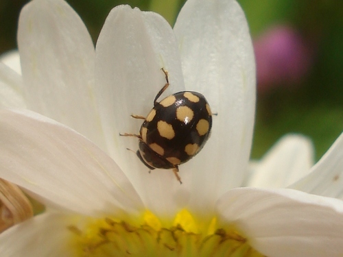 Keturiolikataškė Boružė nuotrauka