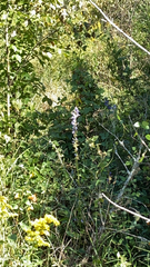 Salvia azurea