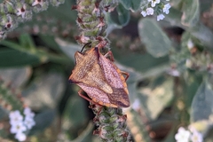 Carpocoris mediterraneus atlanticus