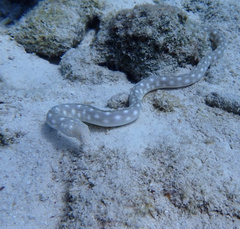 Myrichthys breviceps