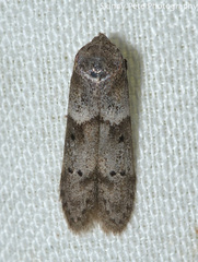 Blastobasis glandulella