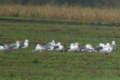 Larus fuscus