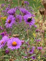 Symphyotrichum novae-angliae