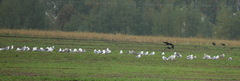 Larus fuscus