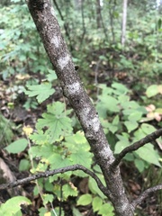 Zanthoxylum americanum