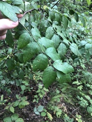 Zanthoxylum americanum