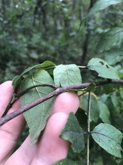 Zanthoxylum americanum