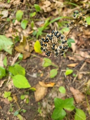 Allium tricoccum