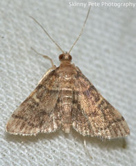 Steniini