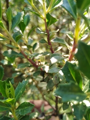 Baccharis conferta