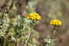 Eriophyllum staechadifolium
