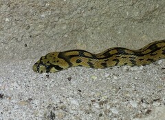 Zamenis scalaris