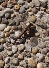 Sympetrum vulgatum