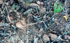 Eriospermum proliferum