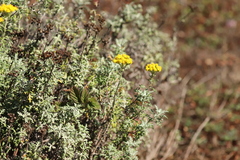 Eriophyllum staechadifolium