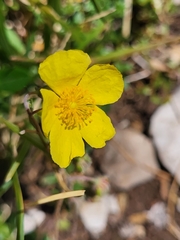 Helianthemum