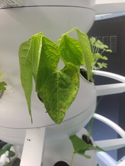 Phaseolus vulgaris